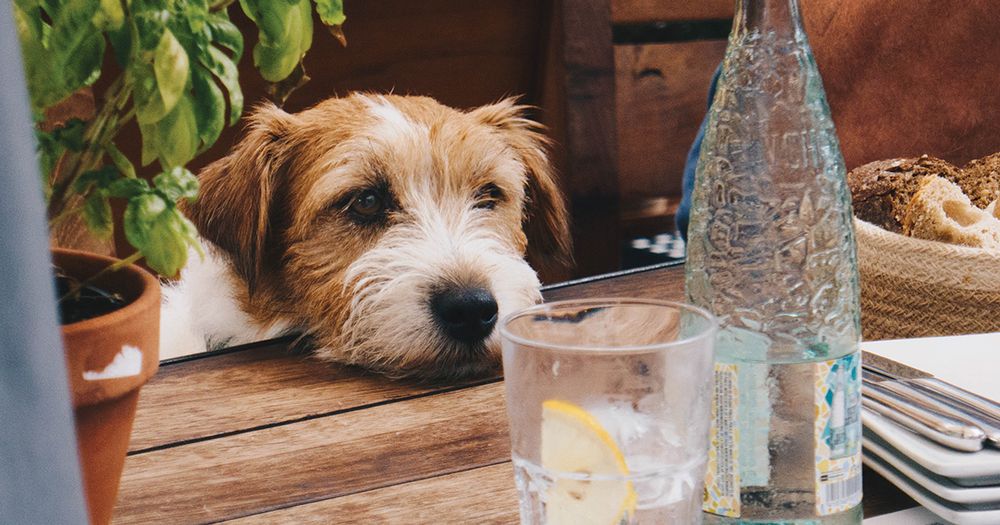 A dog staring at drinks on a table