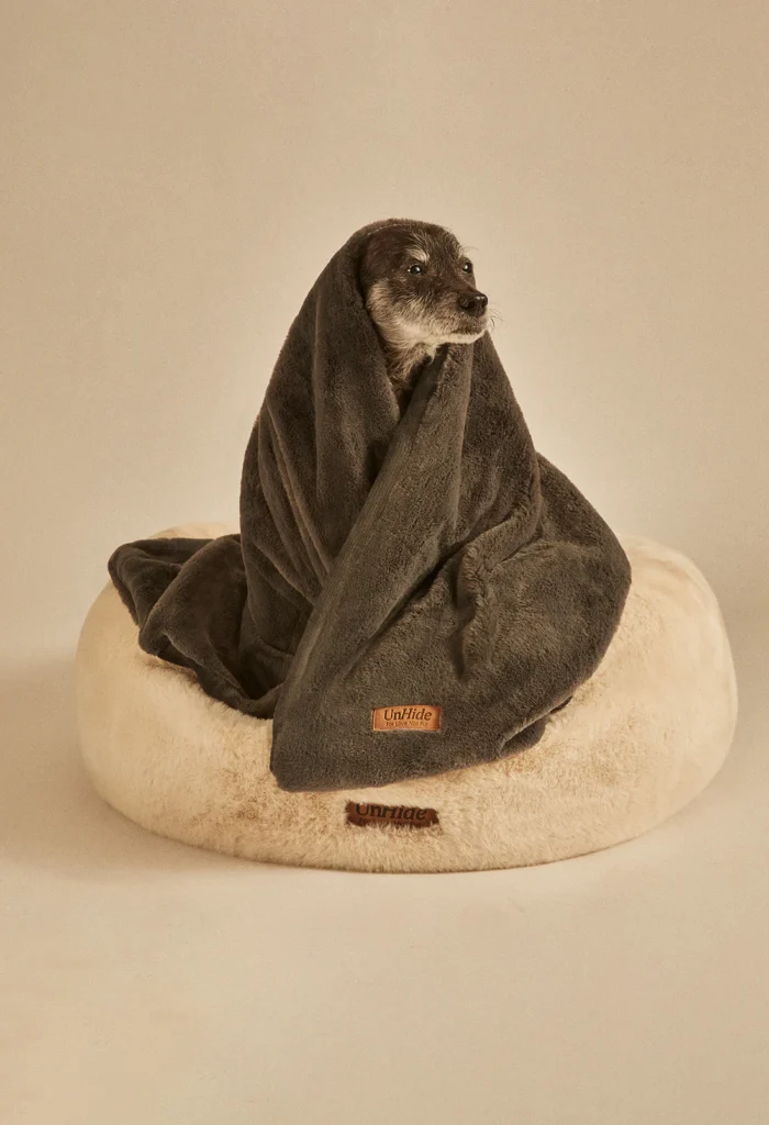 A studio photo of a small black and gray dog wrapped in a gray blanket while they sit on a cream colored dog bed.