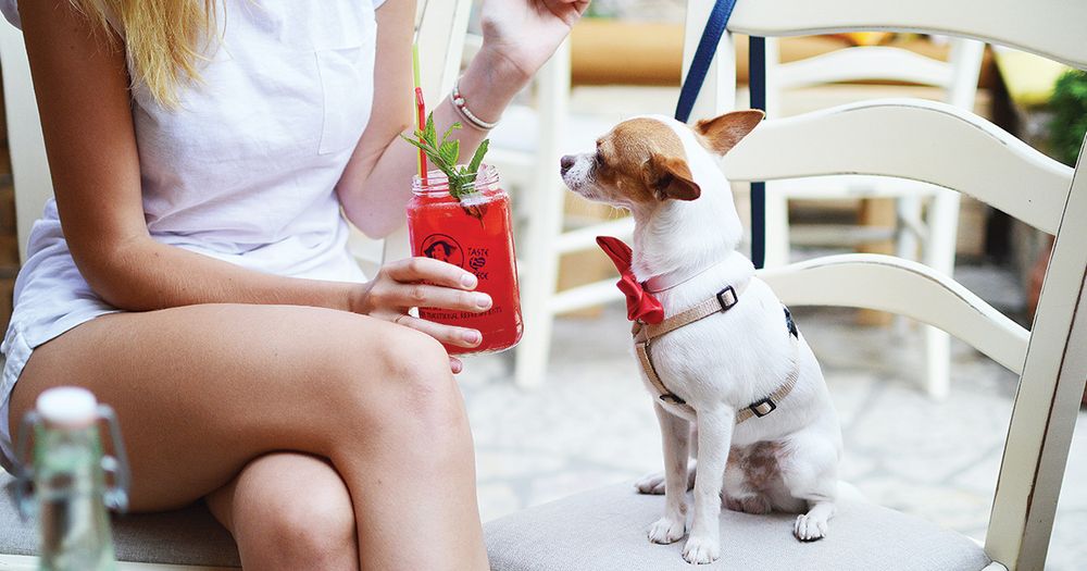 A dog sitting on a chair watching it's owner having a drink