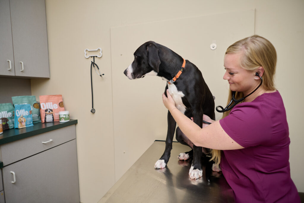 A female veterinarian examining a black and white dog with a stethoscope in an exam room with an assortment of Ollie dog food products in the background