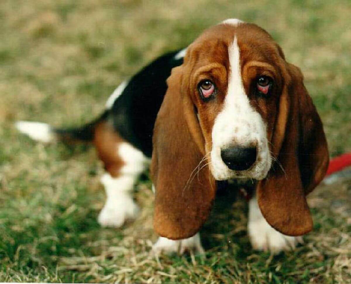 are basset hounds good pets