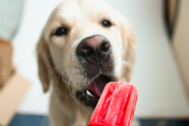 Dog Popsicles [Pupsicles] - Cook it Real Good