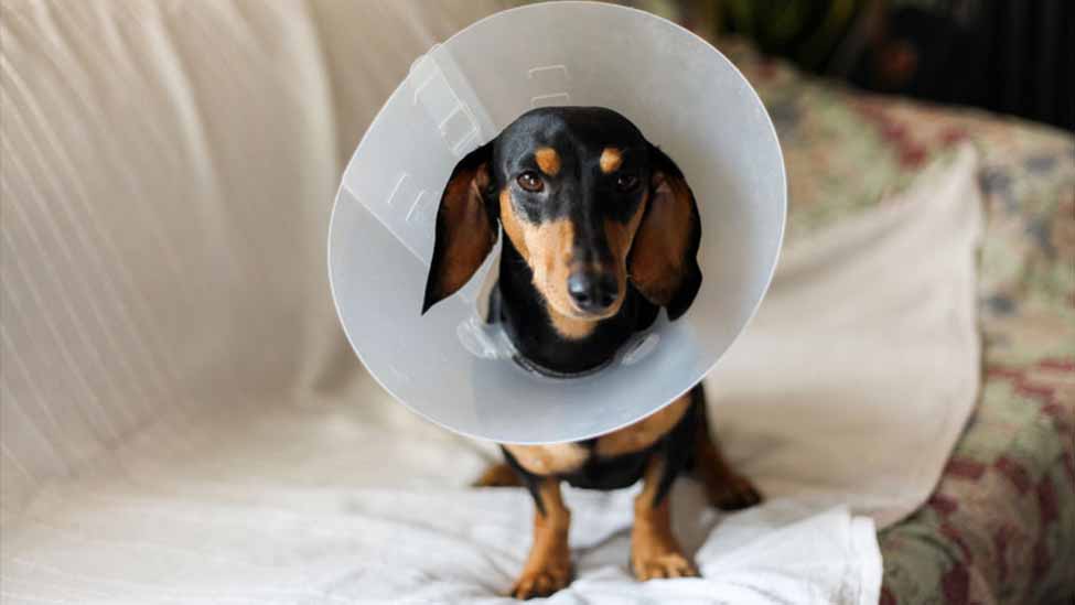 do vets keep dogs overnight after spaying