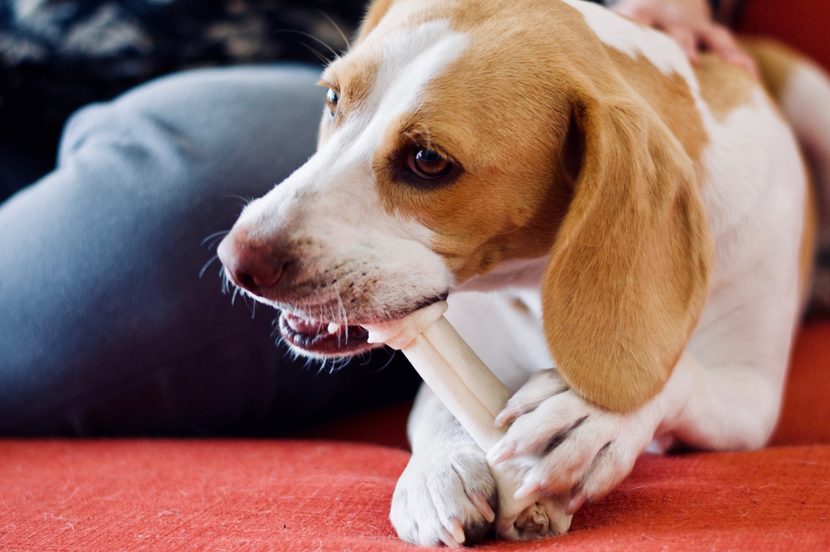 Bone Meal for Dogs: Is It Dangerous? - Ollie Blog