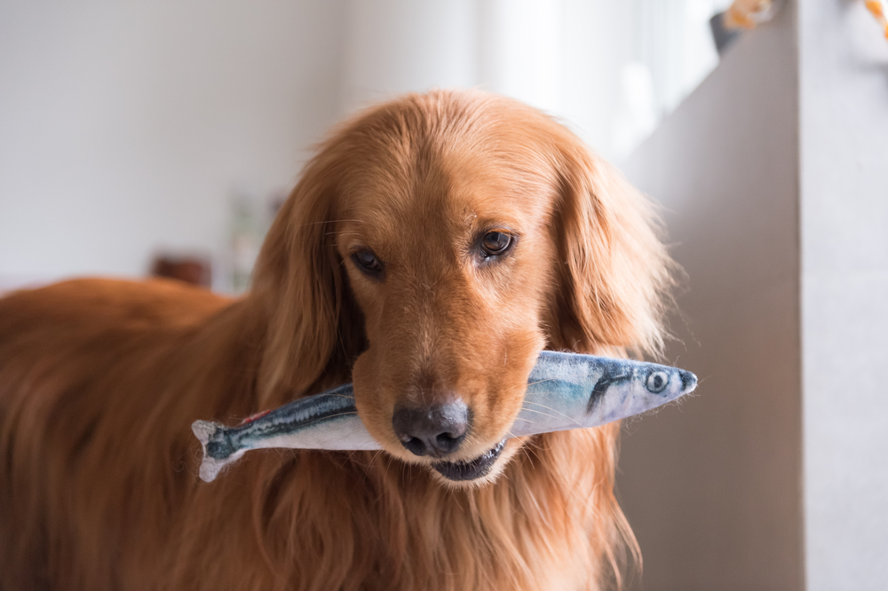 Can Dogs Eat Fish? - Ollie Blog
