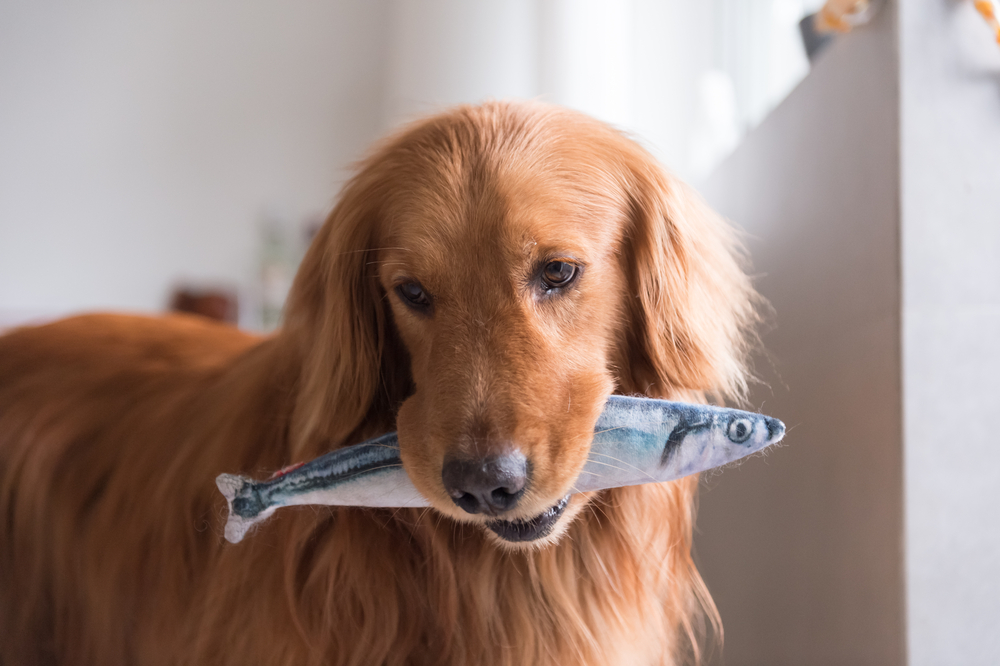 Is fish shop bad for dogs