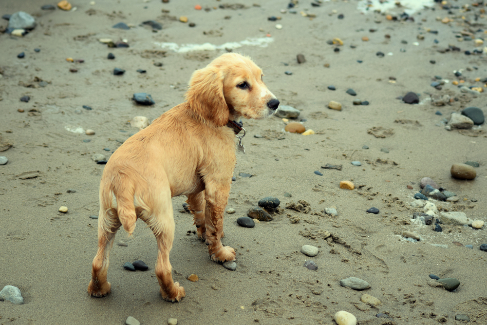 dog-on-rocky-sandy-beach