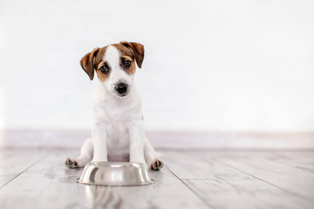 how much food does a small dog eat