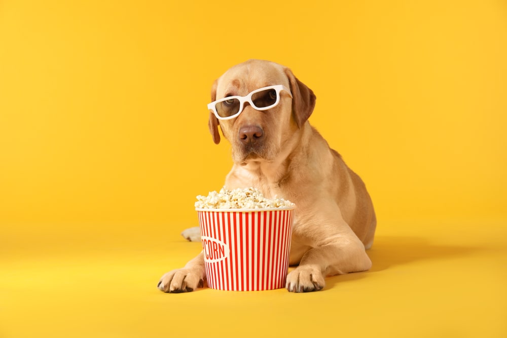 is popcorn bad for your dog