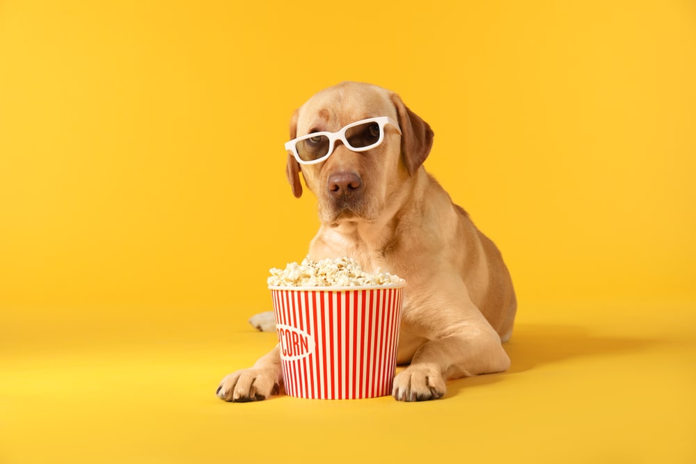 Is Popcorn Safe For Dogs Everything You Need To Know Ollie Blog