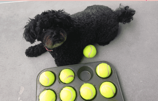 https://blog.myollie.com/wp-content/uploads/2019/11/dog-playing-with-tennis-ball-puzzle-1.png
