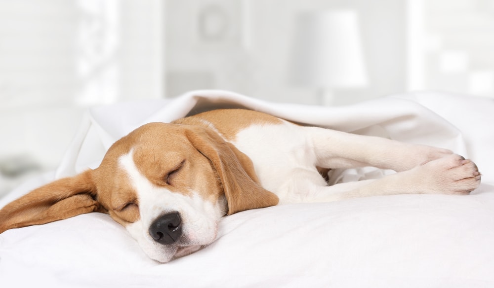 hound-dog-sleeping-in-white-bedroom-min