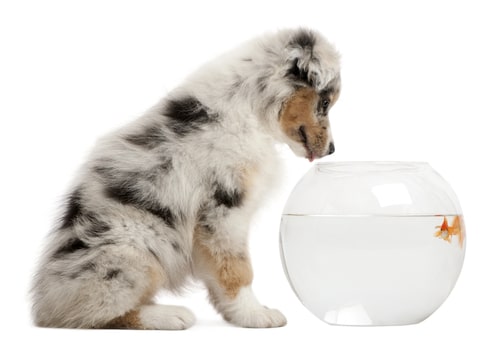 The Real Reasons Your Dog Smells Like Fish - Ollie Blog