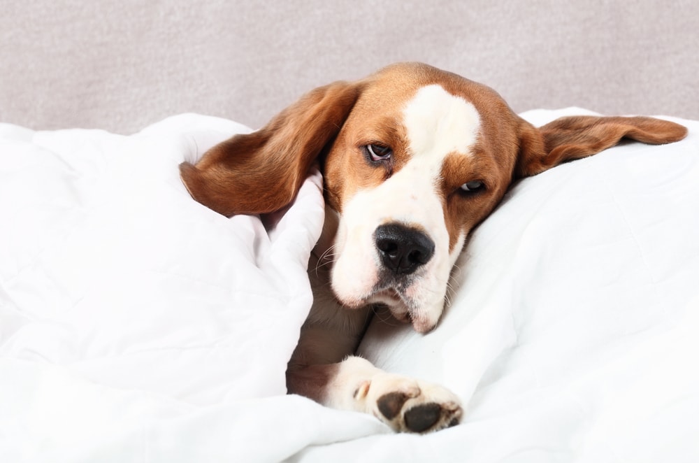 how do you know if your puppy has a fever