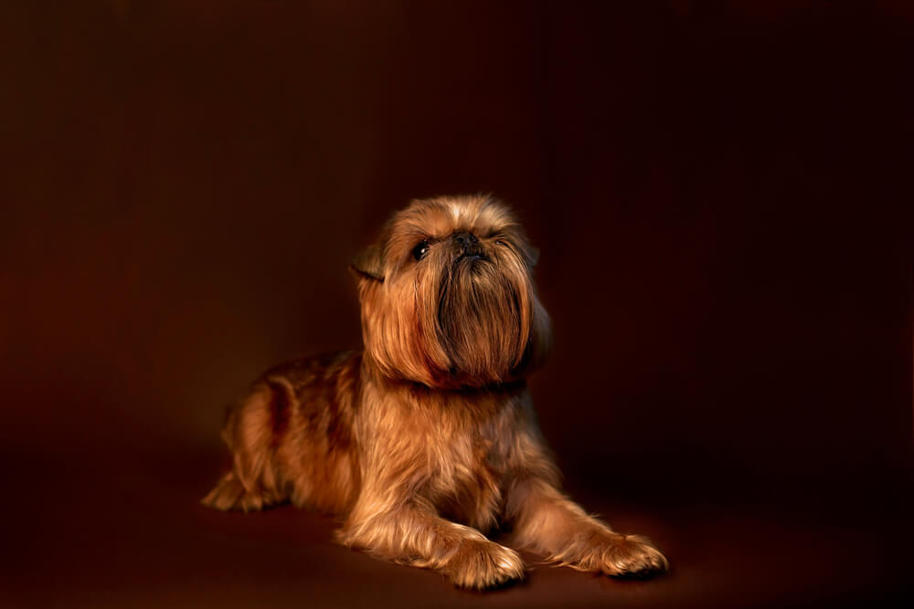 Brussels-Griffon-poses-on-dark-background