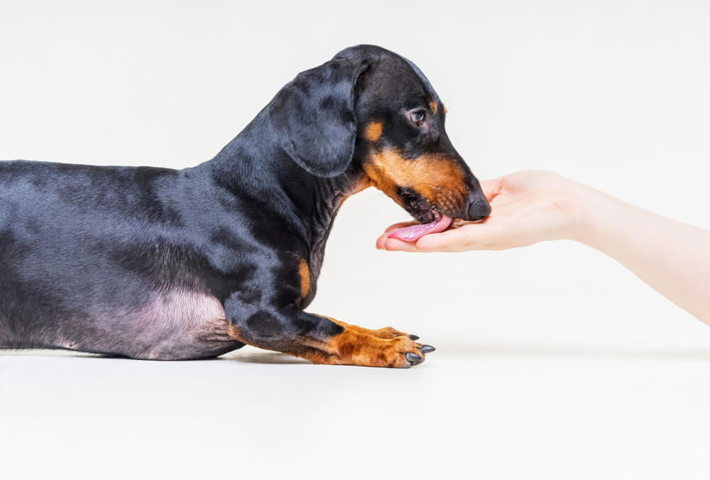 Why Do Dogs Lick You? 5 Common Reasons
