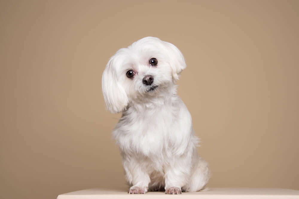 Maltese-poses-on-tan-background-1-1