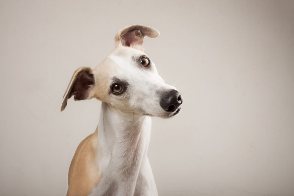 Whippet-tilts-head-on-grey-background