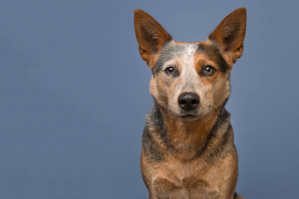 australian-cattle-dog-on-blue-background-1-