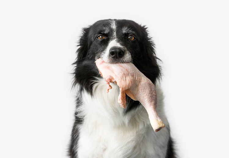 can salmonella kill dogs
