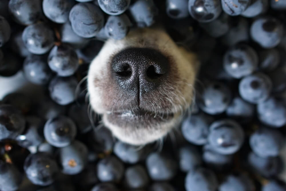 dog-nose-surrounded-by-fresh-blueberries