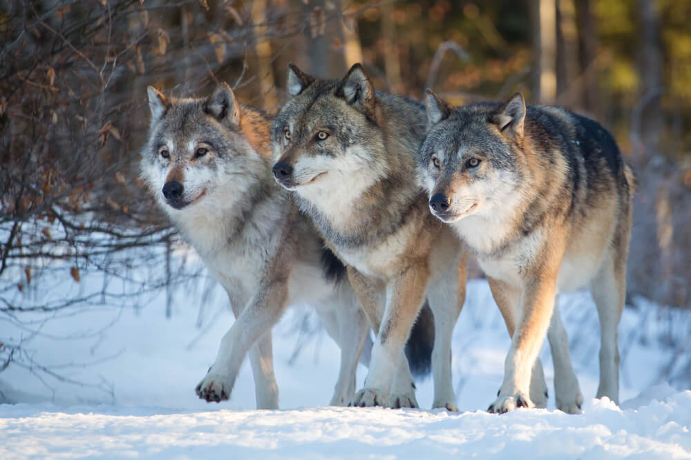 pack-of-wolves-walking-through-wolves