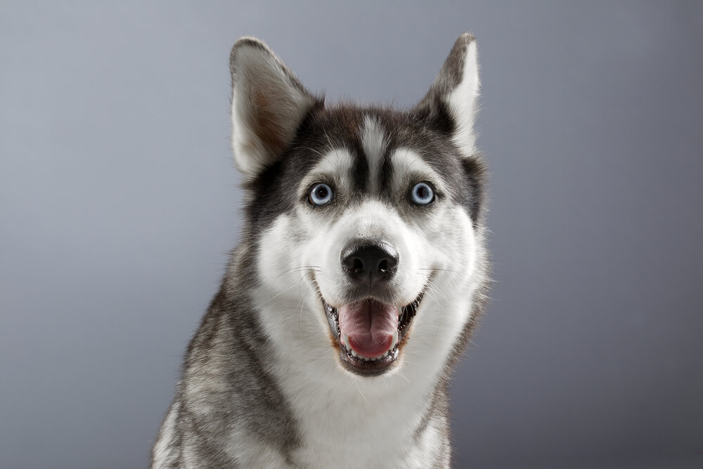 siberian-husky-smiles-at-the-camera