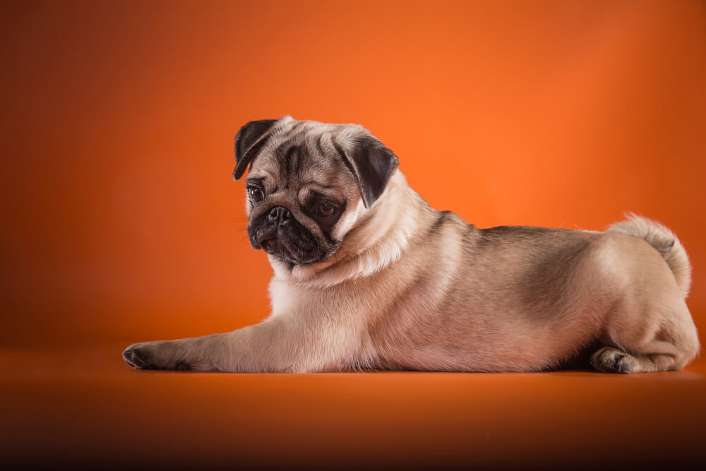 small-pug-poses-1-