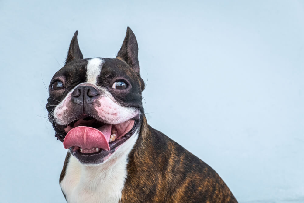 smiling-young-boston-terrier