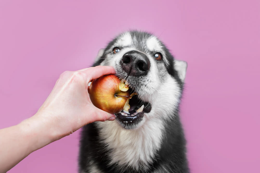 young-malamute-is-fed-an-apple