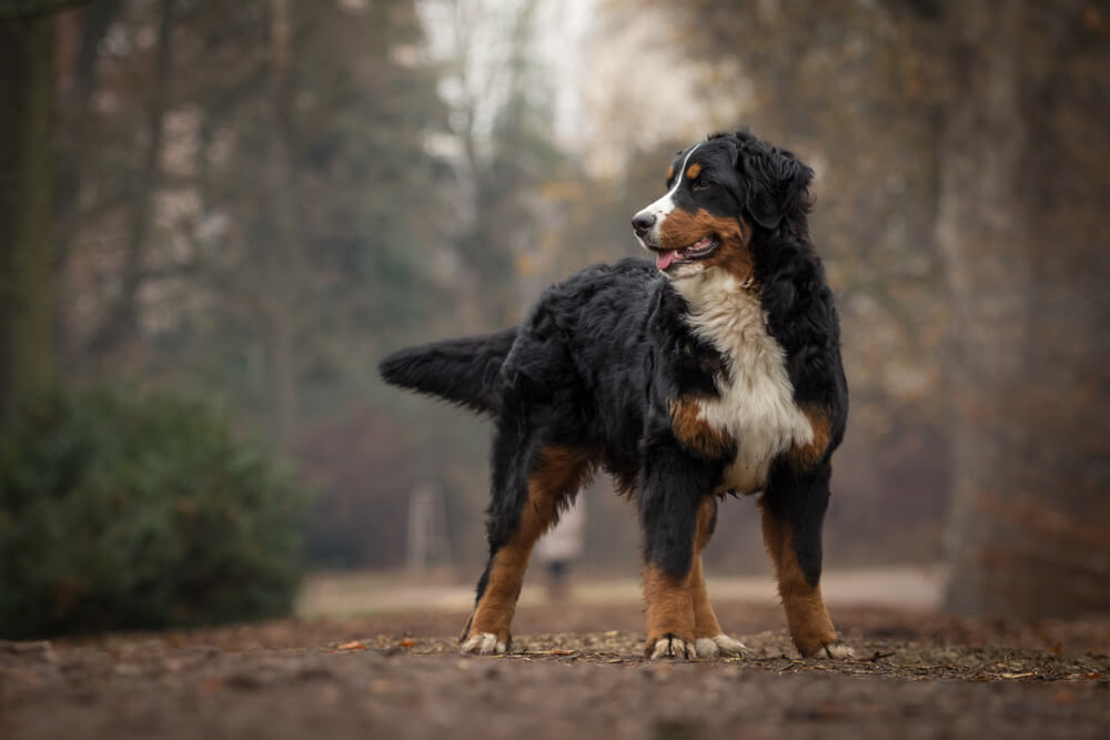 Bernese-Mountain-Dog-takes-a-hike-in-the-forest