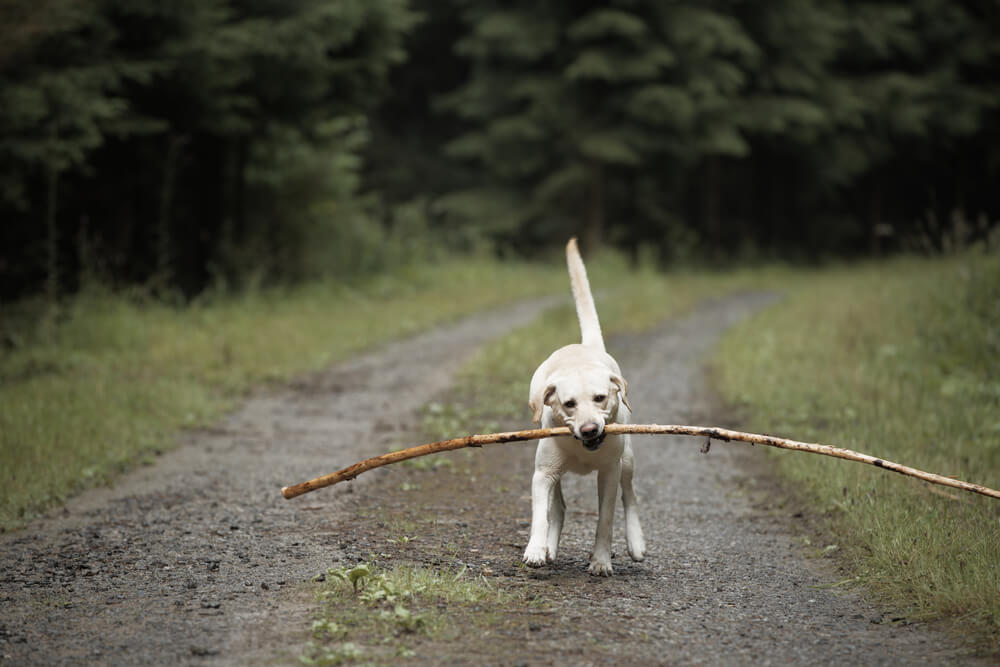 Labrador-Retriever-finds-a-long-stick-while-hiking-1-1