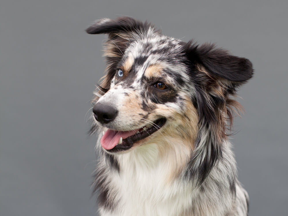 australian-shepherd-dog-smiles-1-1