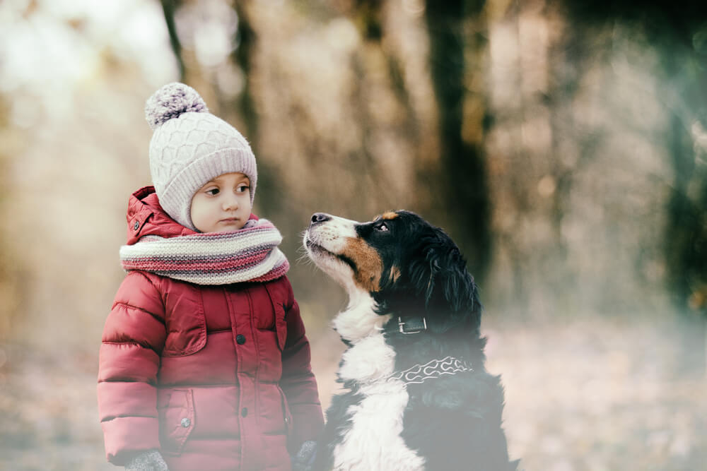 bernese-mountain-dog-goes-on-a-walk-with-little-girl