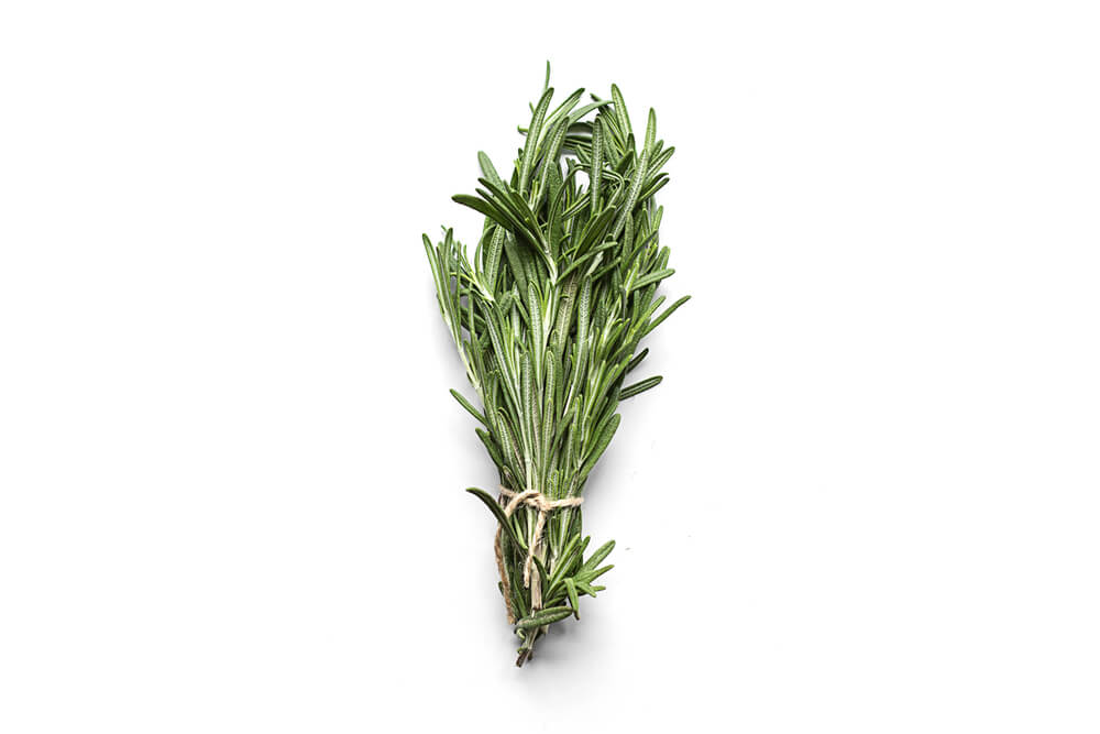 fresh-bunch-of-rosemary-for-dogs