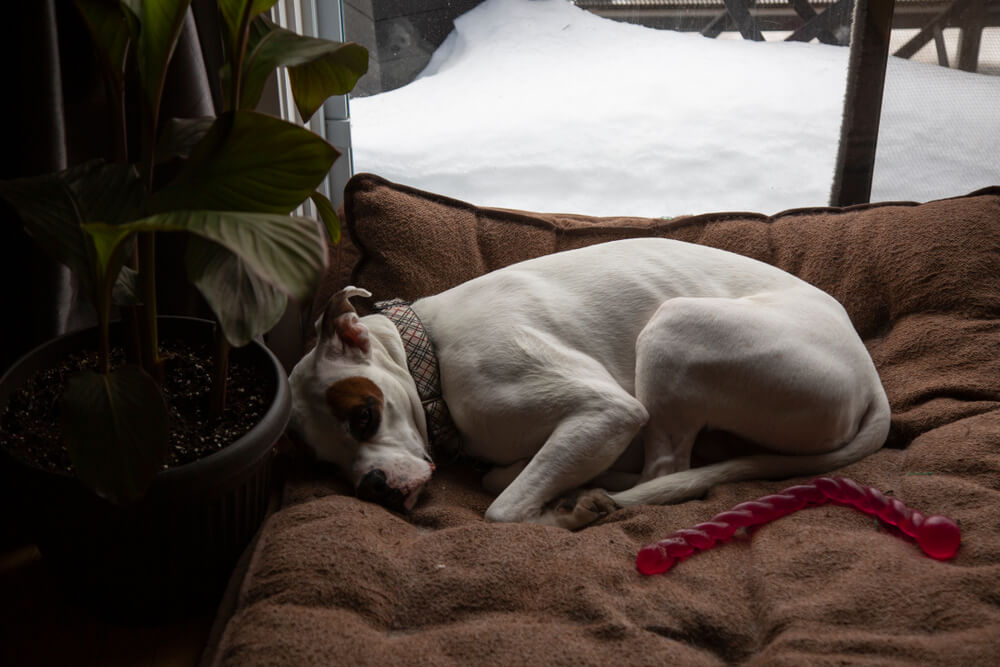 large-white-boxer-curled-up-on-comfy-bed