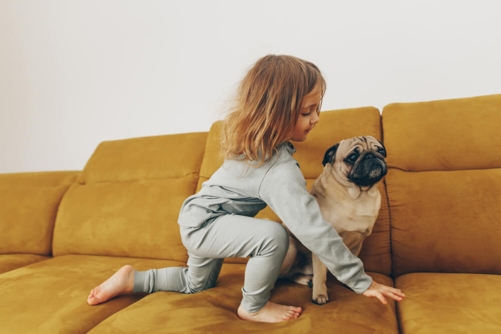 little-girl-plays-on-sofa-with-pug-dog