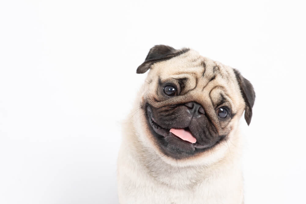 Breed Deets: Pug Personality - Ollie Blog