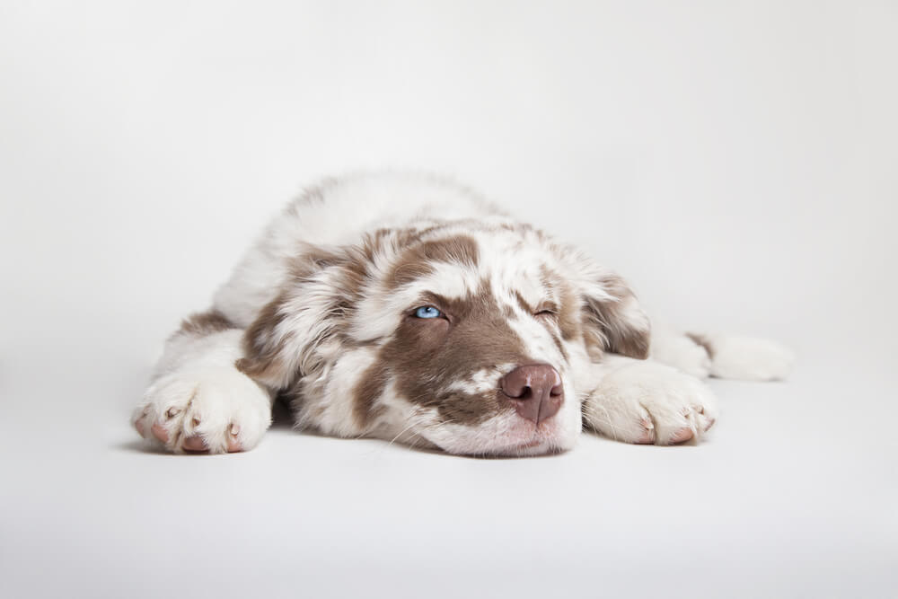 sad-australian-shepherd-puppy-1-1