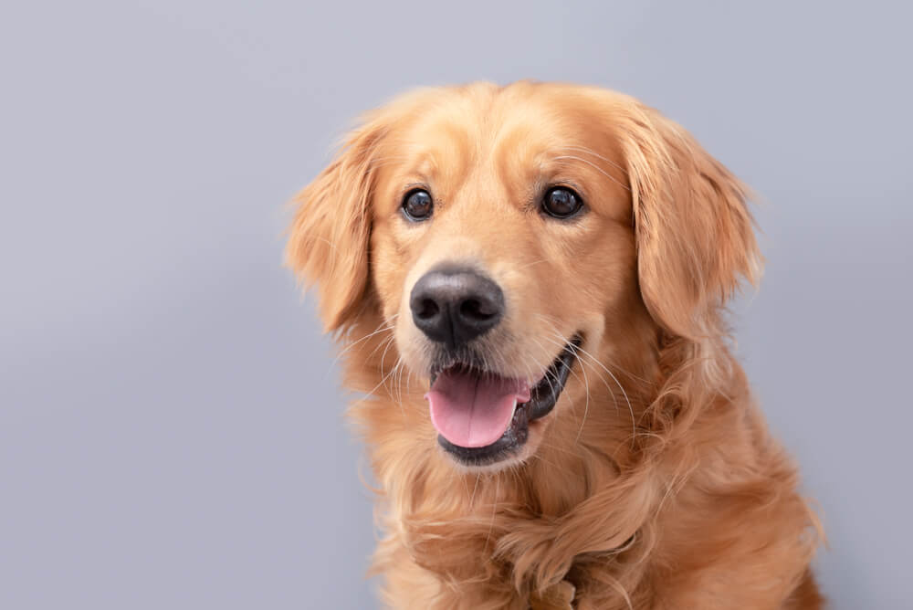 smiling-golden-retriever-poses