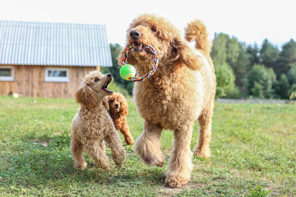 toy-poodle-and-standard-poodles-play-in-the-yard