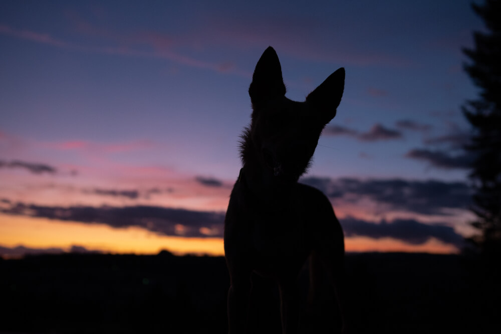 unknown-breed-dog-watches-the-sunset-1-