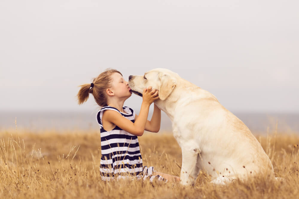 yellow-lab-licks-little-girl-s-face-in-a-field