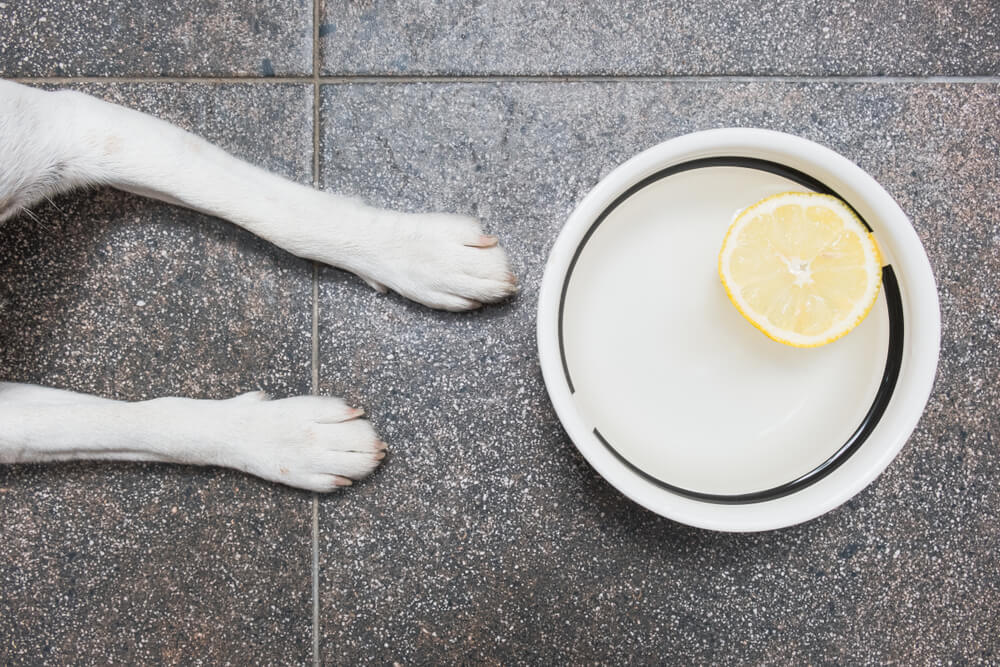 Dog-with-harmful-lemon-in-his-bowl