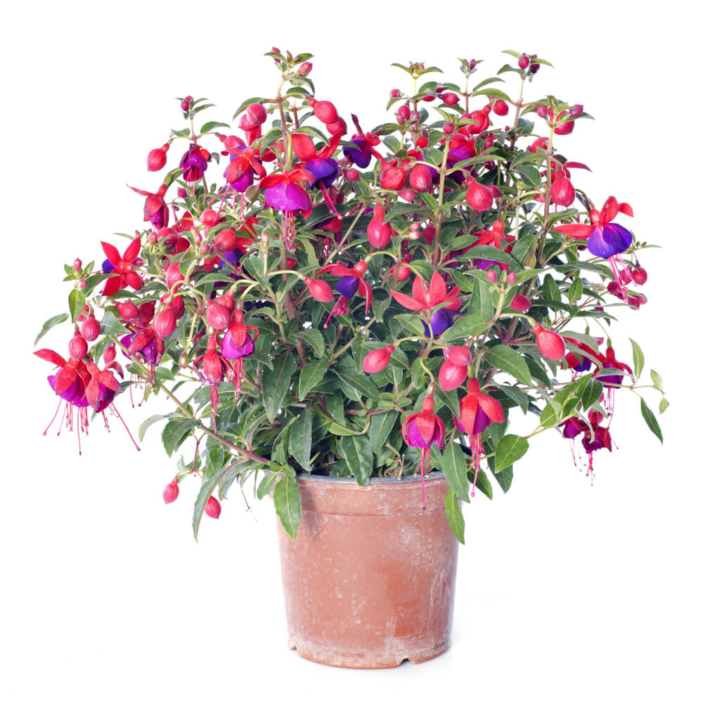 Flowering-fuchsia-plan-in-a-clay-pot