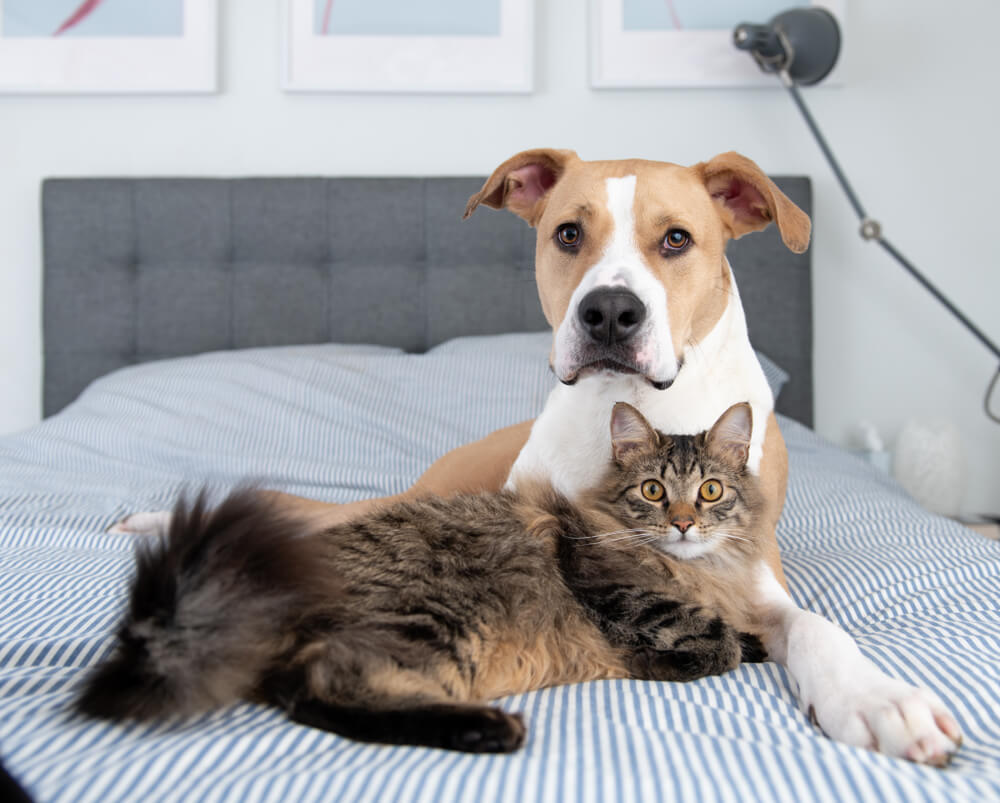 Pitbull-puppy-and-cat-snuggle-on-a-bed