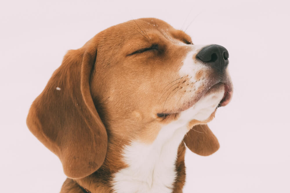 adorable-beagle-with-eyes-closed-and-head-up