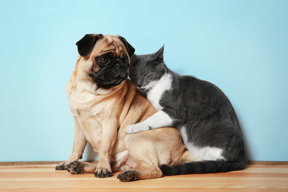 adorable-pug-getting-a-hug-from-a-small-cat