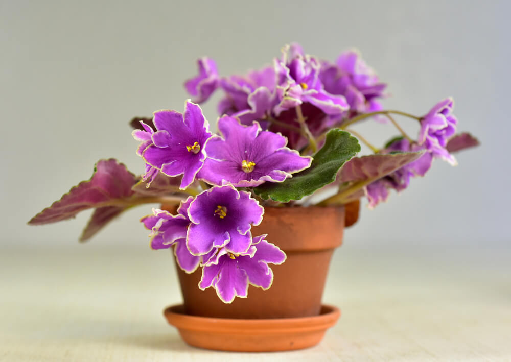 african-violet-flowering-plant