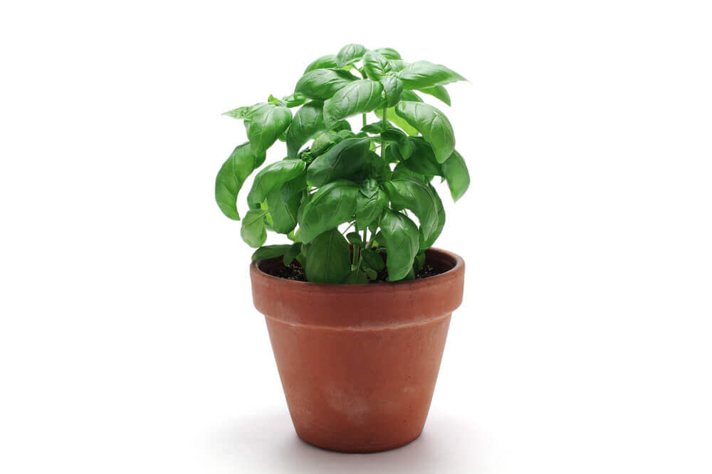basil-plant-growing-in-a-small-pot